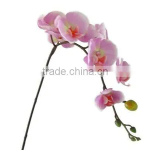 Silk Phalaenopsis Orchid/Phalaenopsis Hybrid thumbnail-1
