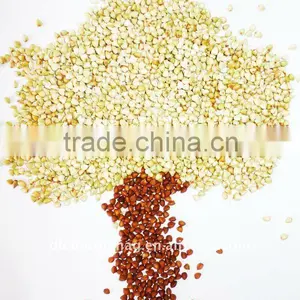 Organic Green Buckwheat Kernels thumbnail-1