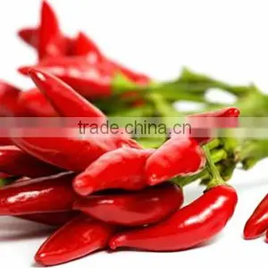 Best Price Fresh Hot Red Chili From Vietnam thumbnail-1