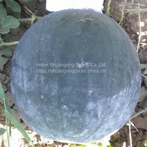 Seedless Black Skin Hybrid Watermelon Seeds thumbnail-2