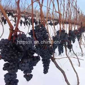 Ice Wine Wine Estate Ice Wine thumbnail-1