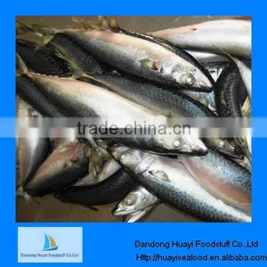 Frozen Mackerel for Fish thumbnail-1