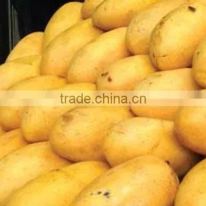 Best Quality Fresh Mango thumbnail-1