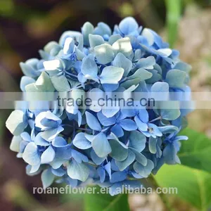 Good Price Hydrangeas For Wedding Fresh Cut Hydrangea From China thumbnail-3