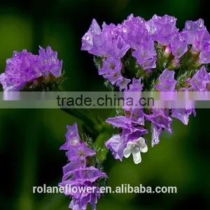 Sweet Home Decoration Statice Flowers With Dark Purple Color thumbnail-2