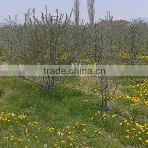 CO2 Supercritical Extract Seabuckthorn Seed Oil,Seabuckthorn,Sea Buckthorn Oil thumbnail-2