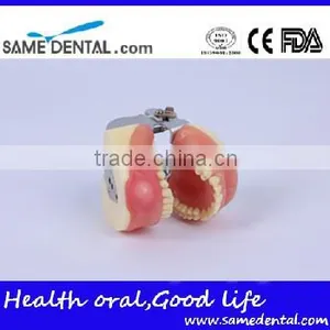 Dental Surgical Integrated Model Teaching Demonstration Teeth Model thumbnail-2