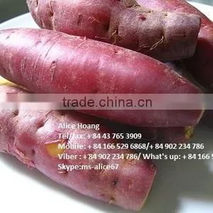 EXPORT Fresh Sweet Potatoes/ BRAND VIETNAM thumbnail-1