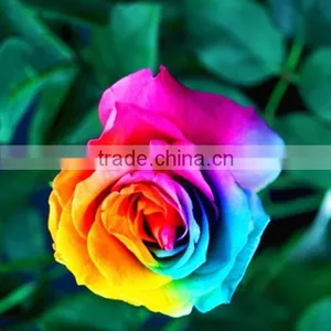 Planting Seeds Flowers Roses Seeds thumbnail-1