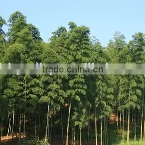 Moso Bamboo Seeds For Cultivation thumbnail-5
