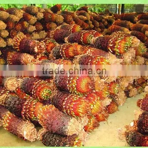 Cycas Revoluta . thumbnail-3