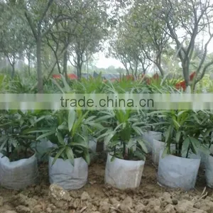 Bamboo Seedling thumbnail-4