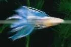 Freshwater Fish thumbnail-1