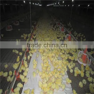 Feeding System for Chicken Farm thumbnail-6
