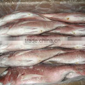 Piece Fresh Red Sea Bream thumbnail-1