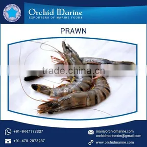 High Grade Protein Rich Dried Prawns for Food Addictives thumbnail-1