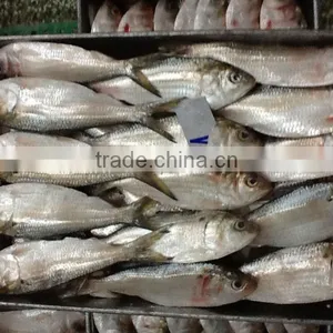Sardine thumbnail-1