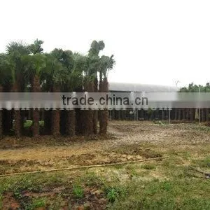 Trachycarpus Fortunei 3-4m Trunk thumbnail-1