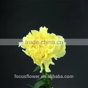 First Class Blue Fresh Cut Carnations Yellow Flowers to the Beloved thumbnail-5