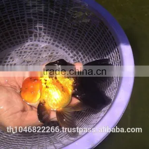 Live Tropical Gold Fish thumbnail-3
