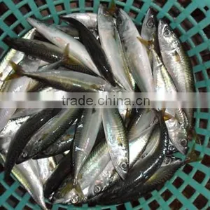 Frozen Chinese Pacific Mackerel for Landing Frozen 80 - 100 Pcs thumbnail-1