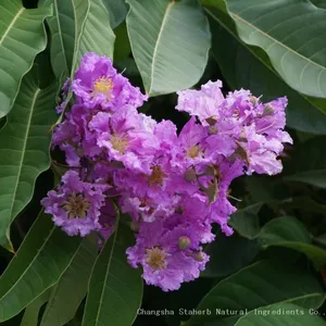 Banaba Leaf P. E.1%-98% Corosolic Acid Cas Number 4547-24-4 thumbnail-5
