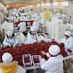 Dates SYRUP Processing Line/Dates Molasses Making Machine/la Datte Molasses thumbnail-6