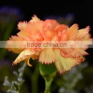 Top Grade Carnival Cheap Flower Single Stem Carnation thumbnail-4