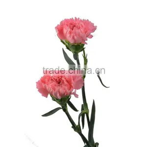 Wide Variety Medium Pink Crazing Selling Carnation thumbnail-5