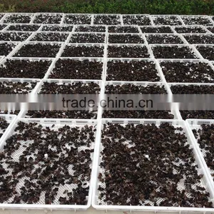 Dried Auricularia Auricula From China thumbnail-3