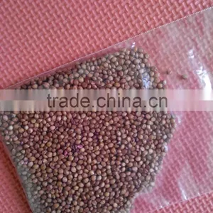 High Grade Sorghum Sudan Grass Seeds Sorghum Hybrid Sudan Grass Seeds For Cultivartion thumbnail-4