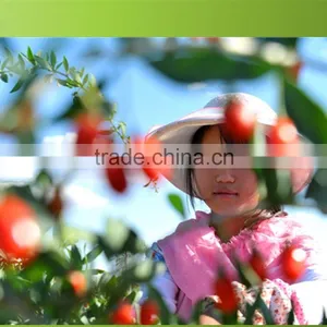 2015's New Crop CRECES Certified Organic Goji Berry thumbnail-1