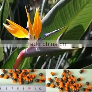 Strelitzia Reginae, Strelitzia Nicolai Seeds thumbnail-1