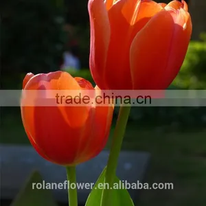 2016 Hot Sale Fresh Cut Colorful Tulip Flower From Yunnan thumbnail-5