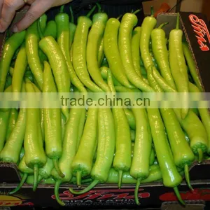Green Chili thumbnail-1