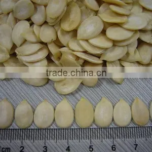 Melon Seeds thumbnail-2
