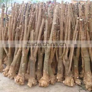 Pachira Macrocarpa of Indoor Outdoor Ornamental Bonsai Plants thumbnail-6