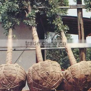 100% Jute Natural Plain Knitted Hessian Cloth / Burlap thumbnail-4