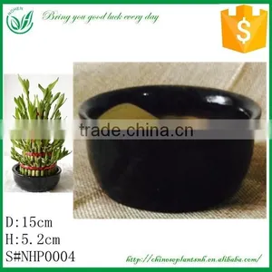 Lucky Bamboo Flower Pot And Planting thumbnail-1
