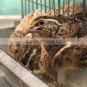 Automatic Drinker Quail Farming Equipment thumbnail-1