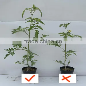 Humic Acid and Fulvic Flake Organic Fertilizer Extracted From Leonardite thumbnail-1