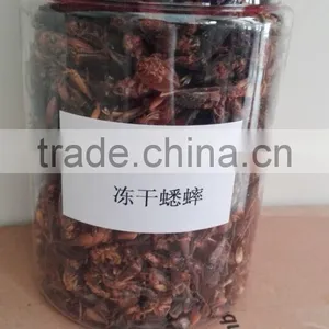 Dried Crickets for Chicken and Bird thumbnail-1