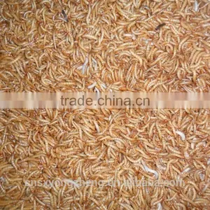 Good Quality Dried Mealworms for Pet Birds ;Dried Mealworms in Favourable Price thumbnail-1