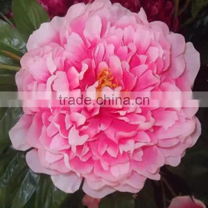 Sleek Realistic Artificial Flower Head Peony Artificial Big Peony Flower Fabric Peony Flower for Wholesale With Happy Price thumbnail-1