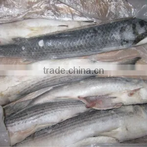Frozen Grey Mullet With Cheap Price thumbnail-1