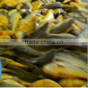 Frozen Yellow Croaker on Sale IQF thumbnail-1