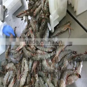 Frozen Shrimp Kabob thumbnail-1