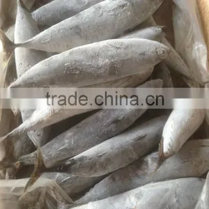 Sea Frozen Bonito Tuna thumbnail-6