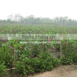 Plumeria Rubra(Red Frangipani) thumbnail-3