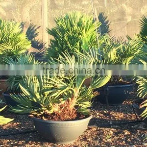 Trithrinax Campestris Palm Tree thumbnail-1